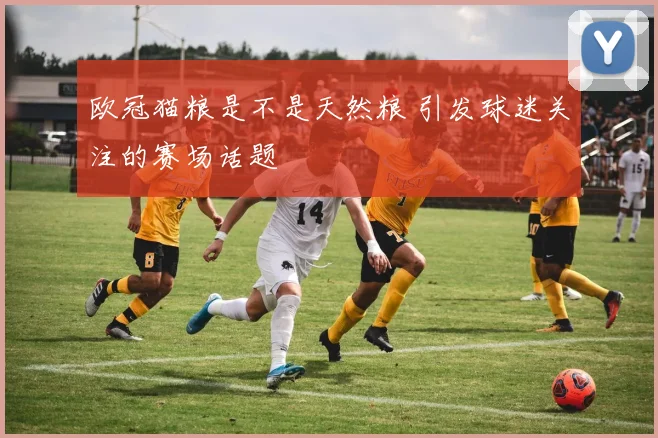 欧冠猫粮是不是天然粮 引发球迷关注的赛场话题